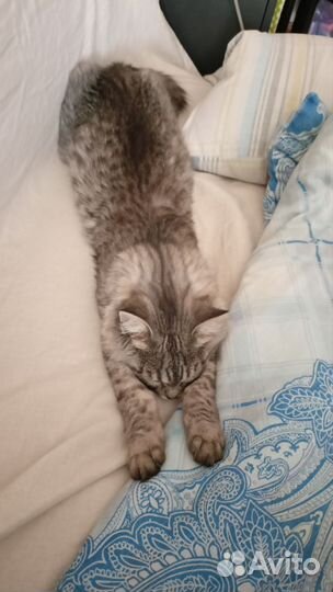 Отдам кота в добрые руки