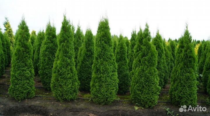Туя Брабант 1,5 м с посадкой
