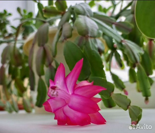 Комнатные растения