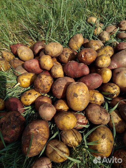 Картофель деревенский на еду. Доставка