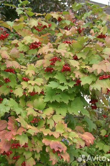 Калина красная