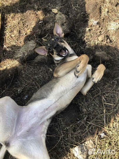 Собаки бесплатно в добрые руки