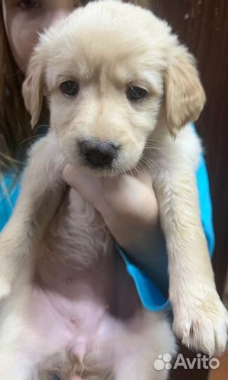 Щенки отдам в хорошие руки, роделись в сочельник