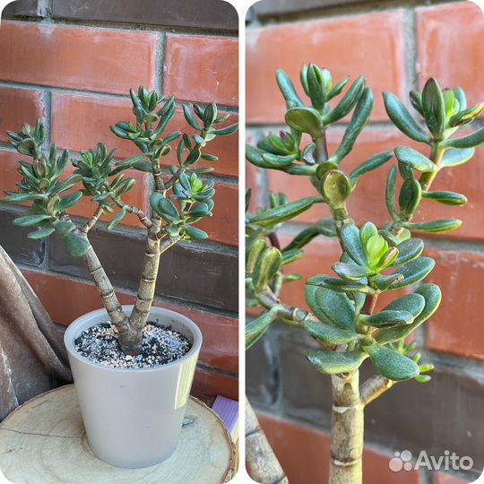 Крассула сортовая крупномеры