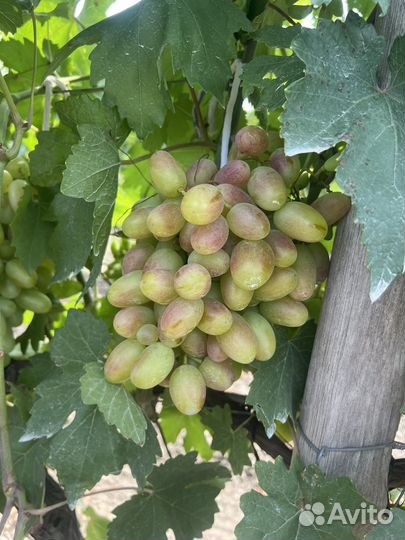Виноград