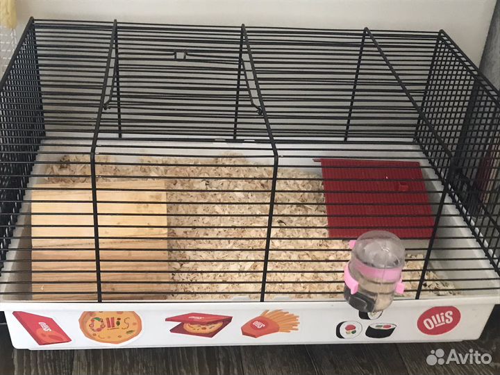 Джунгарский хомяк с клеткой бесплатно