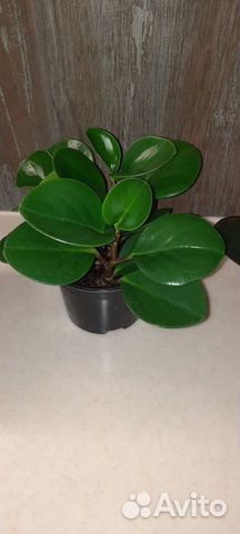 Пеперомия зеленая, магнолиялистная
