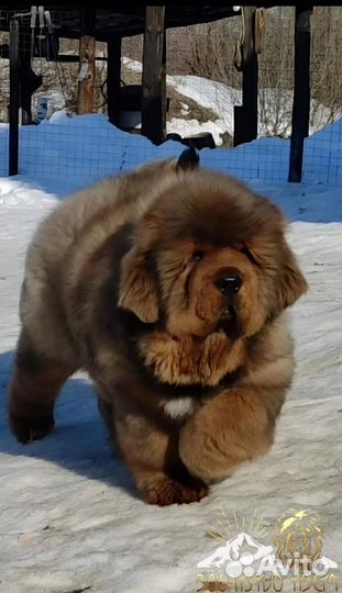 Щенки Тибетского Мастифа