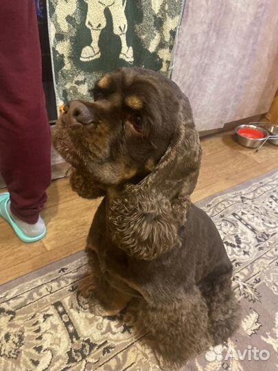 Ищем девочку для случки