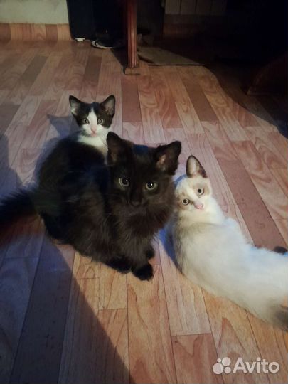 Котята подростки в надёжные руки