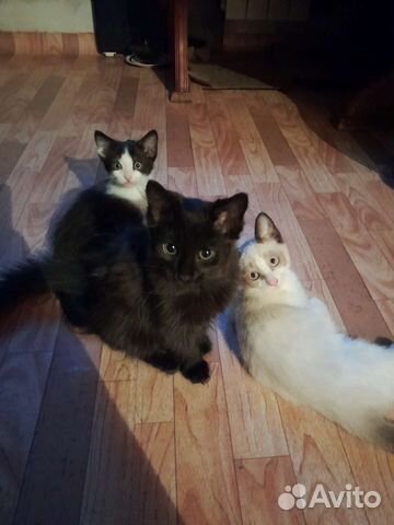 Котята подростки в надёжные руки