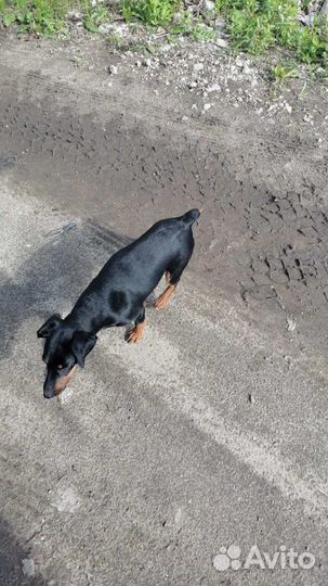 Найдена собака