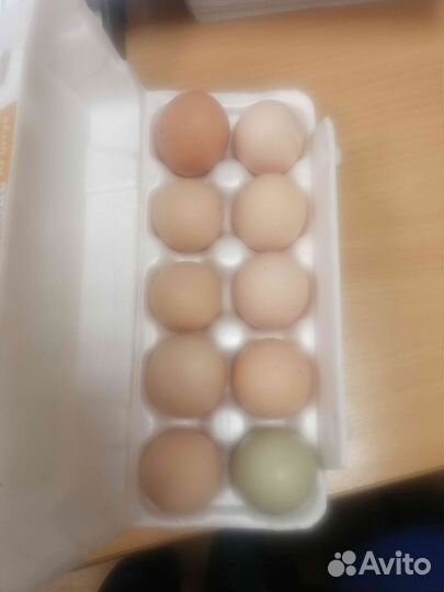 Домашние куриные яйца