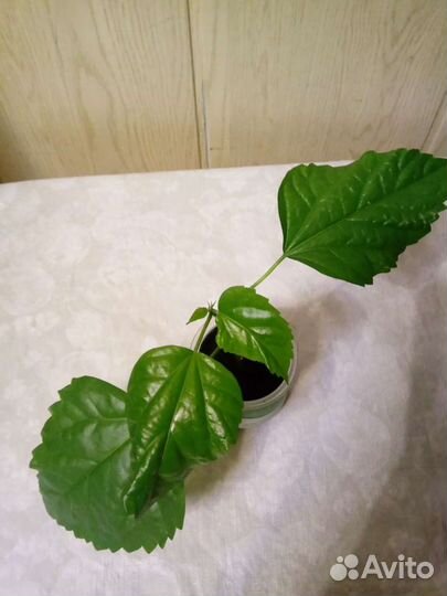 Китайская роза (Гибискус)