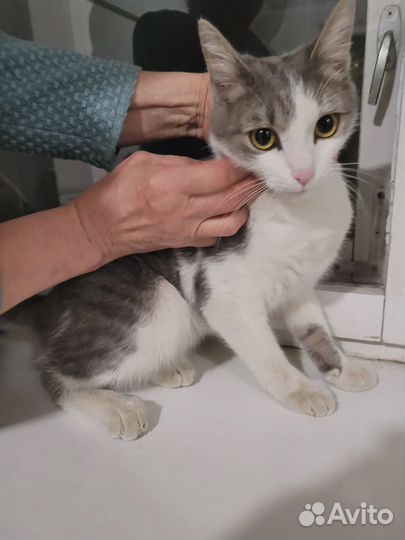 Найден котик