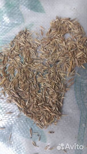 Семена суданки,люцерны,эспарцета.доставка бесплатн