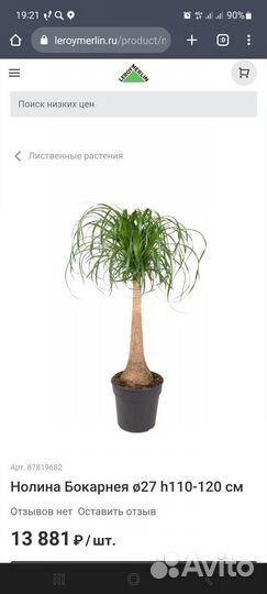 Нолина Бокарнея интерьерная (160-165 см от пола)