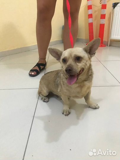 Найдена собака