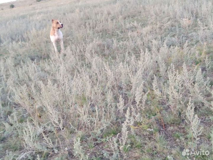 Стаф, вязка