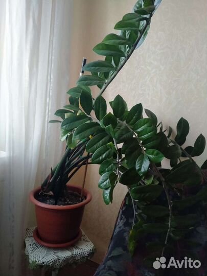 Замиокулькас