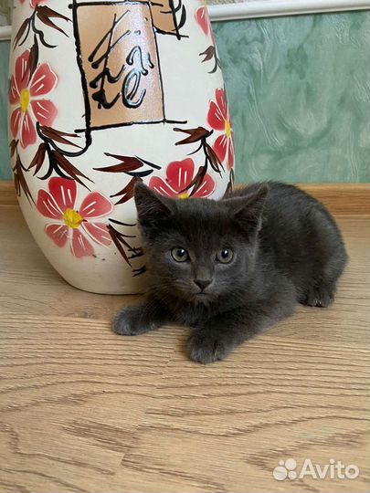Британские котята