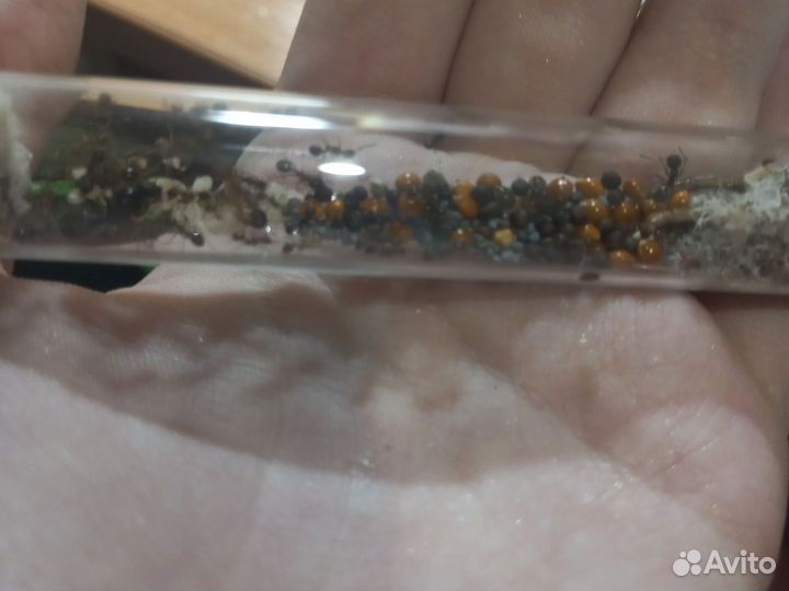 Муравьи жнецы