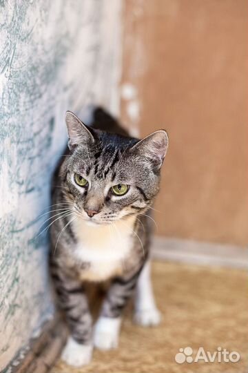 Барсик,молодой котик