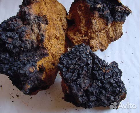Чага сухая. Цена за 1 кг (средние куски)