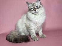 Невские маскарадные и сибирские кошки