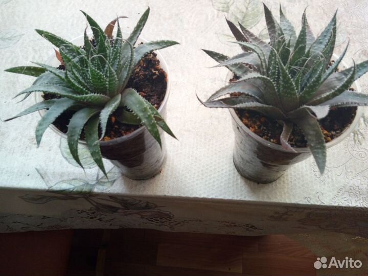 Алоэ остистое