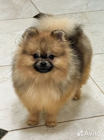 Померанский шпиц
