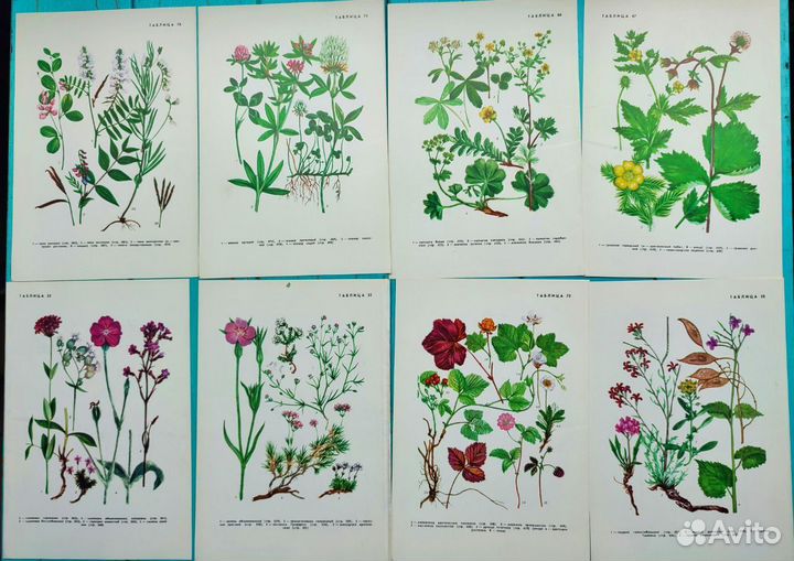 Ботанические иллюстрации