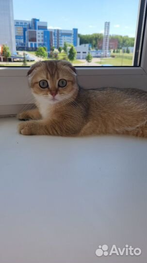 Шотландская кошечка