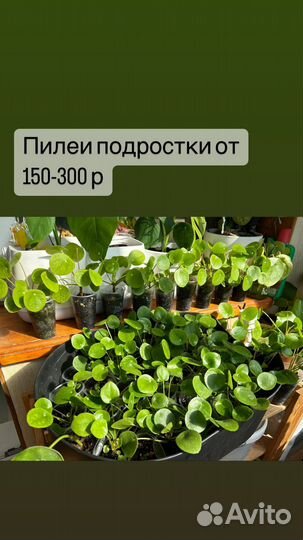 Пилея пеперомиевидная