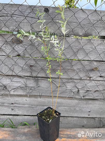 Ива Хакуро Нишики