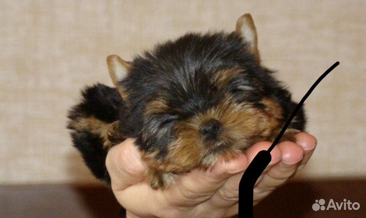 Йоркширский терьер