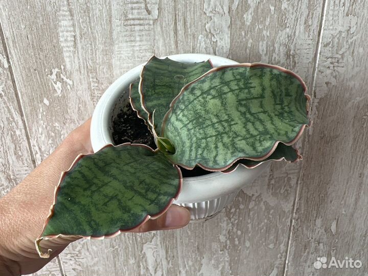 Сансевиерия кирки сильвер блю