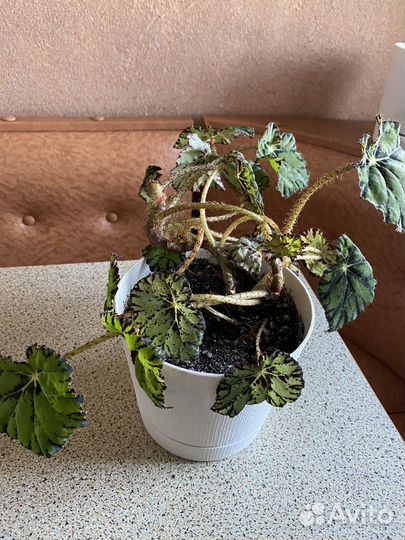 Бегония с горшком