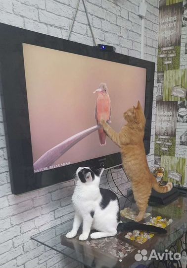 Маруся ищет дом