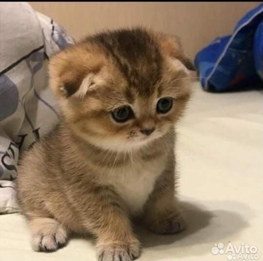 Золотая шиншилла вислоухие котята