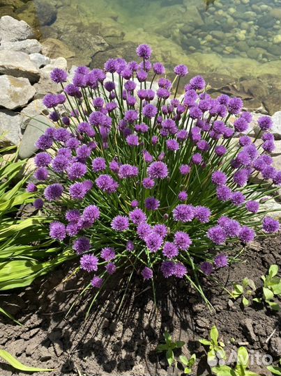 Лук декоративный, клубника ремонтантная,смородина