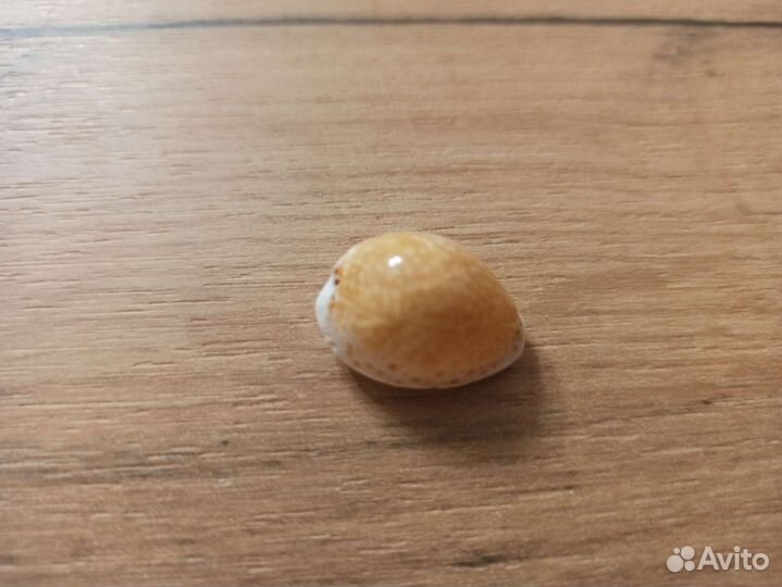 Морская раковина