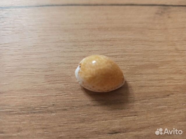 Морская раковина