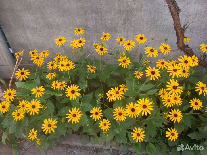 Многолетние ромашки, лилейники