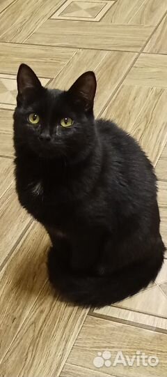 Кошечка Лика