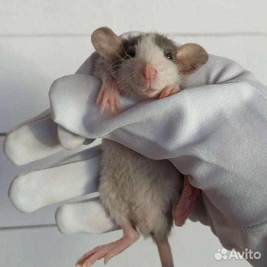 Крысята дабл-рекс/крыса дамбо/декоративная крыса