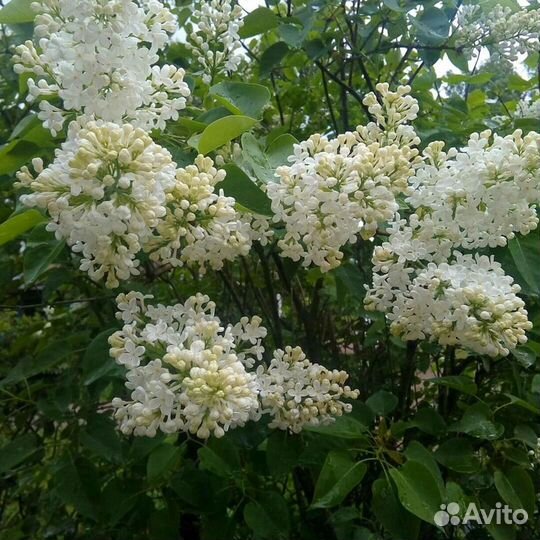 Камнеломка. Наперстянка. Малиноклен. Сирень белая