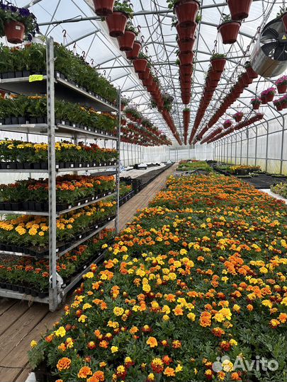 Рассада бархатцы