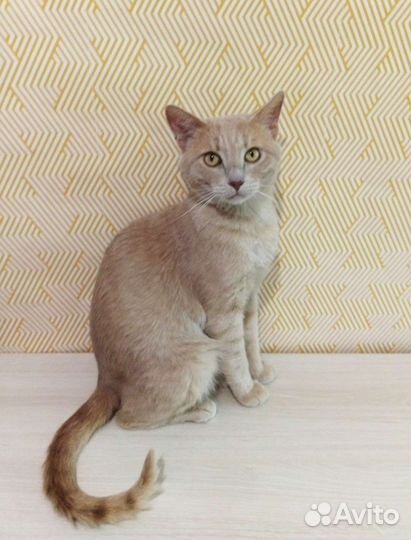 Султан мечтает о доме