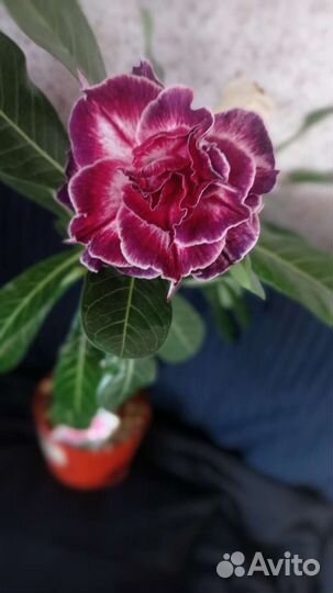 Адениум привитый